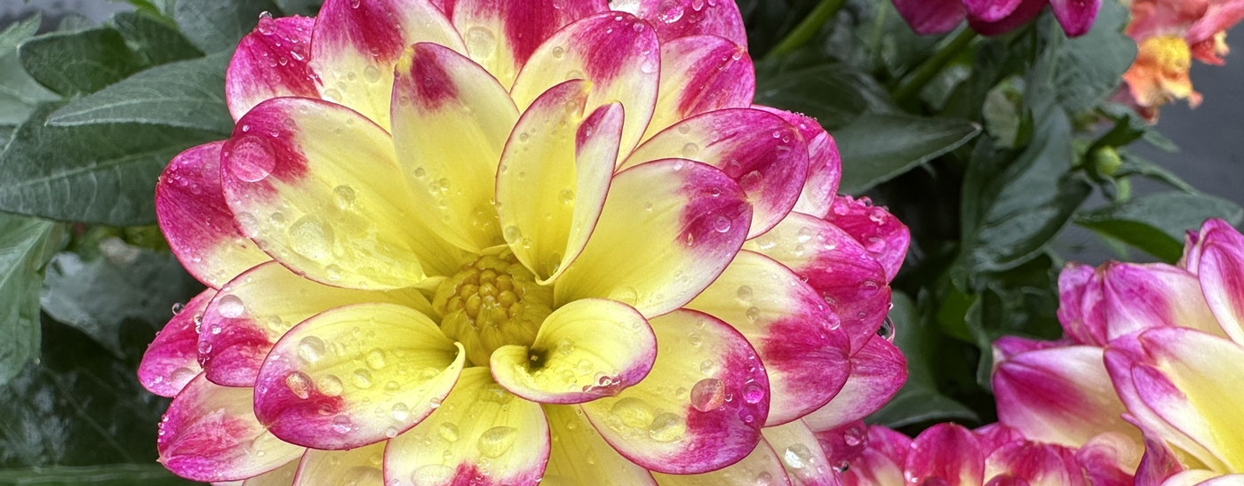 Visser Greenhouses Manhattan, MT