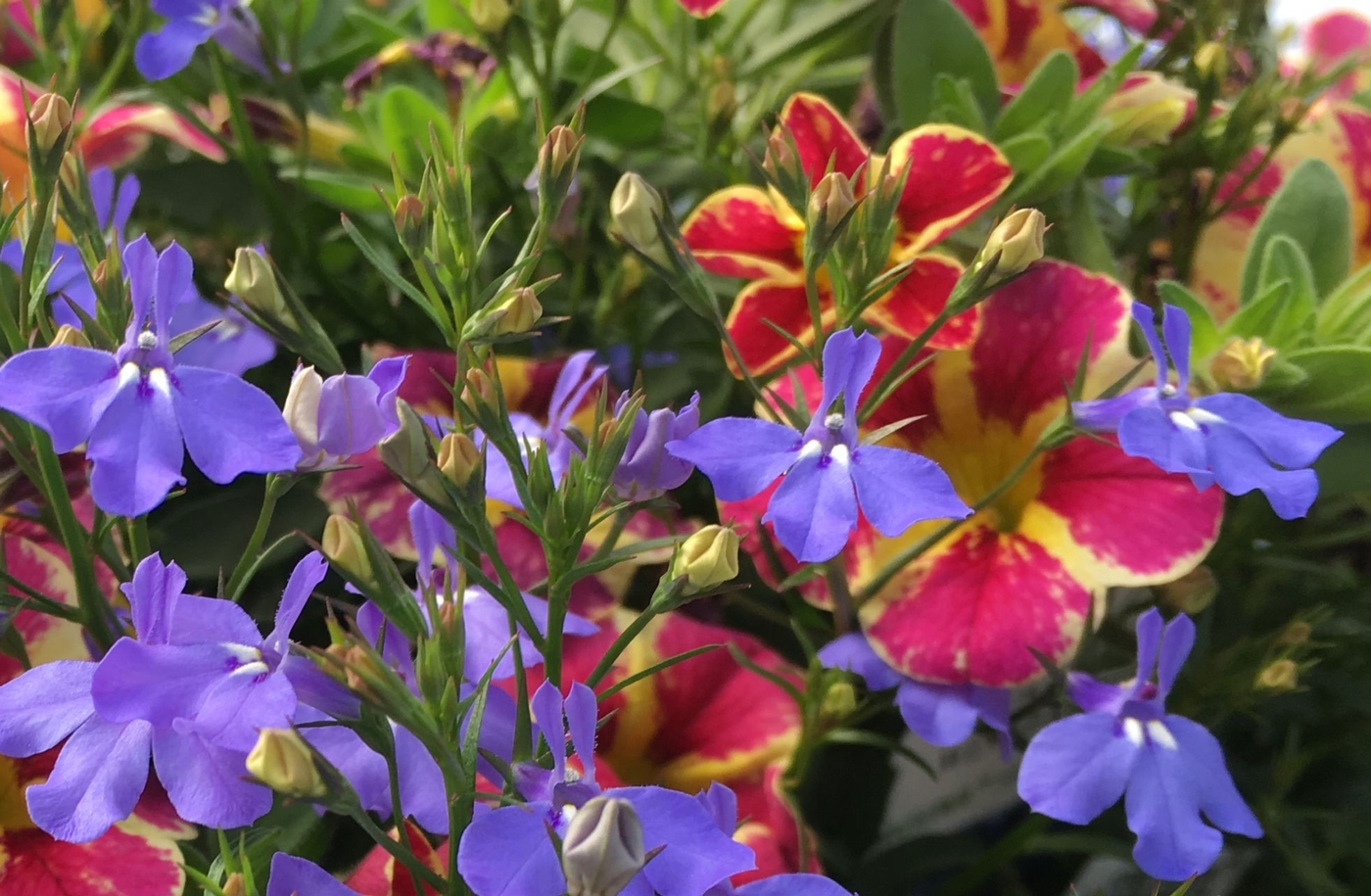 Visser Greenhouses Manhattan, MT