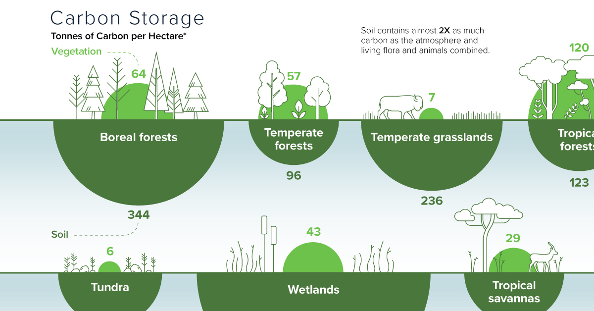 Visualizing Carbon Storage in Earth's Ecosystems