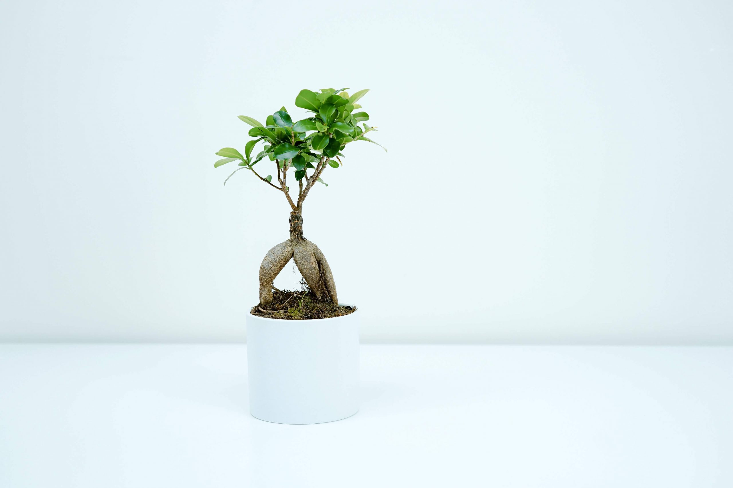 Bonsai Ficus Ginseng VISUALIDEAS.MILANO
