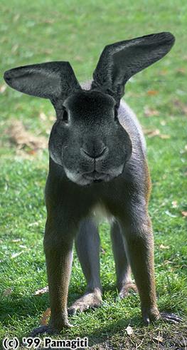 Animal Funny pictures - Rabbit-mutant