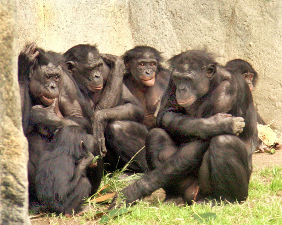 Bonobo Apes and Natural Kindness VitalChoice Blog