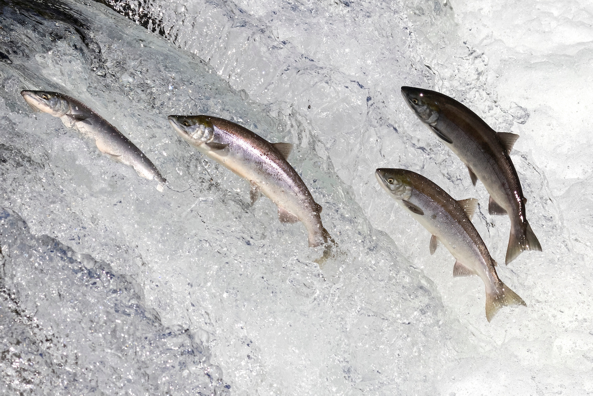 Copper River King Salmon Facts Vital Choice Blog
