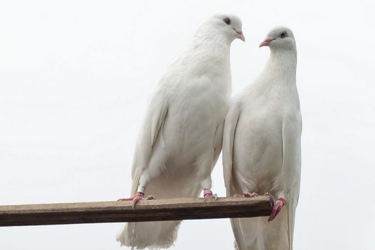 What Do Doves Symbolize?