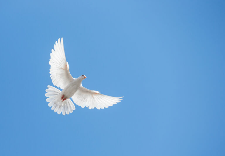 What Do Doves Symbolize?