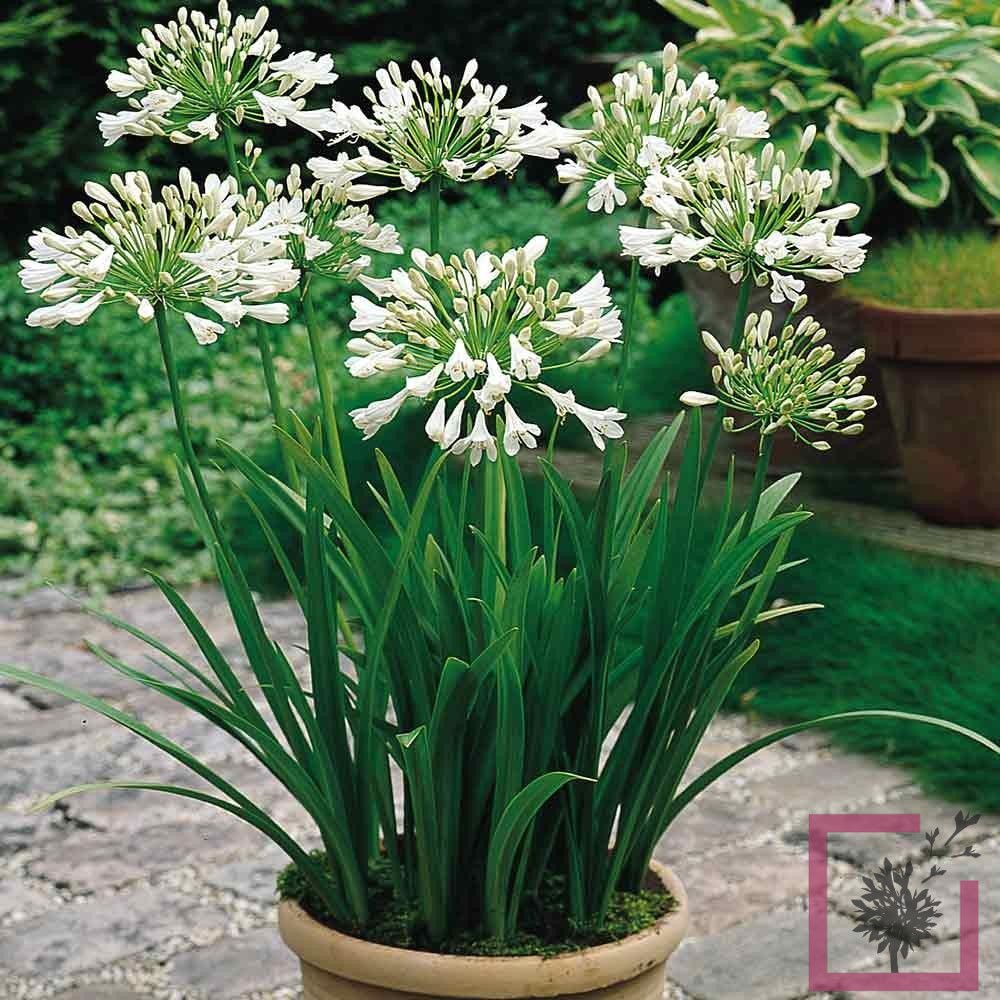 AGAPANTHUS BRIDAL BOUQUET Vivai Marche