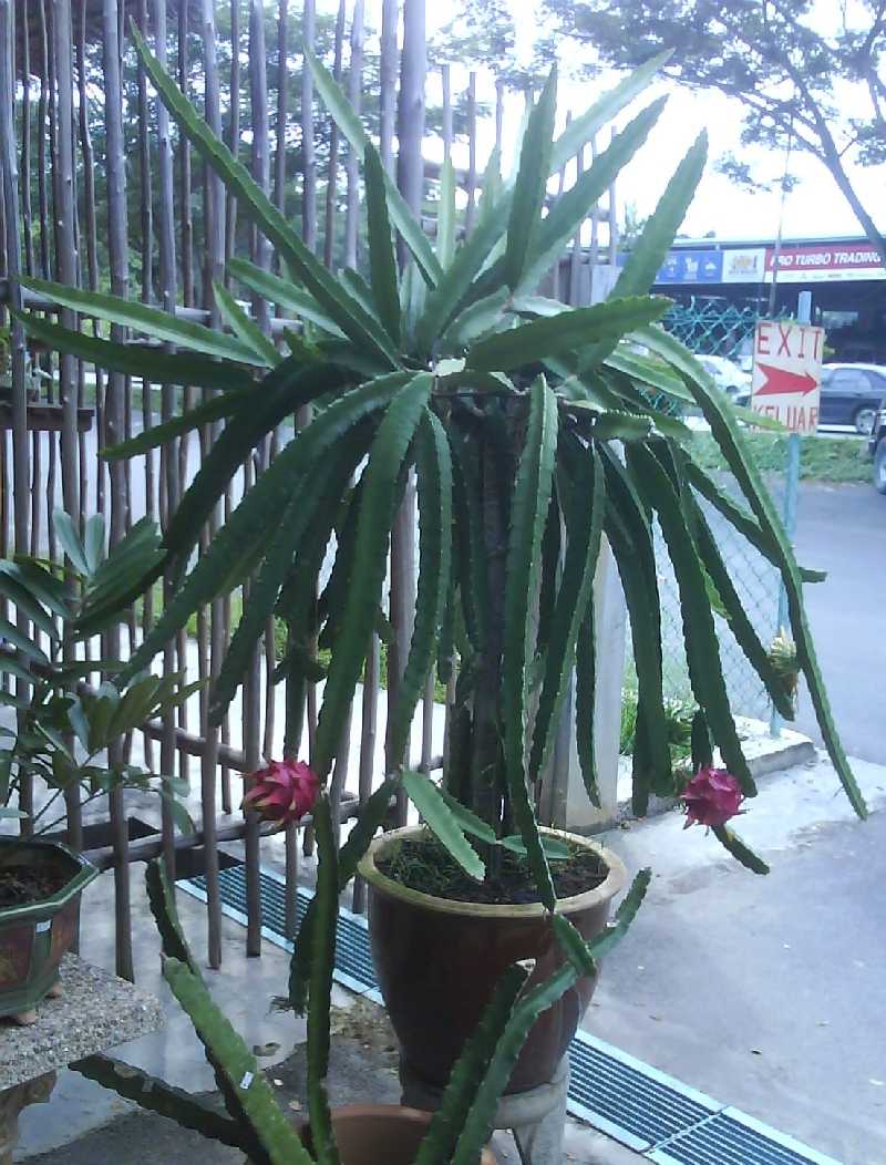 Grow dragon fruit, vine cuttings, grow pitaya, grow pitahaya, jungle