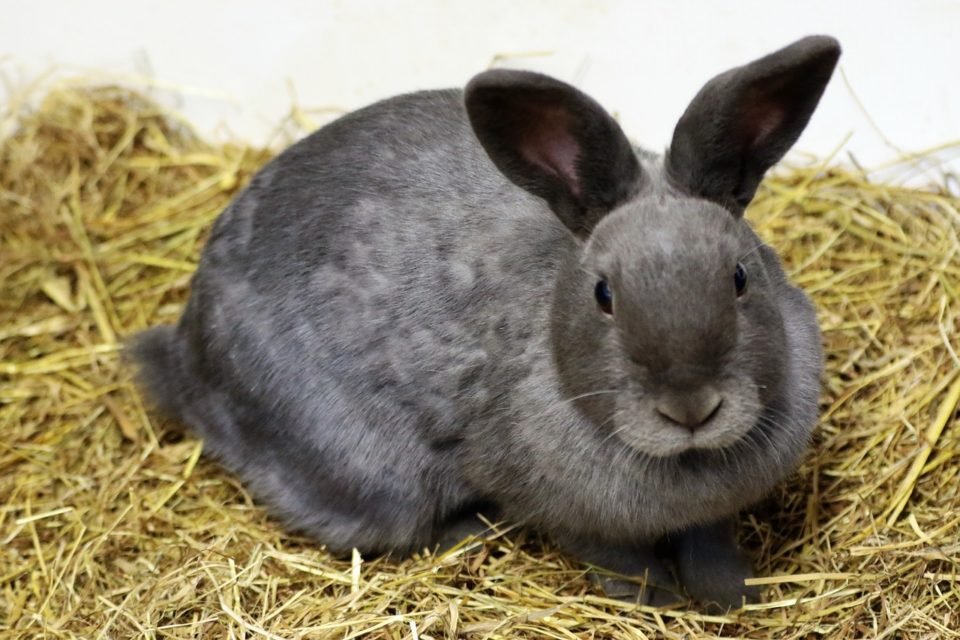 Le lapin nain ou lapin domestique