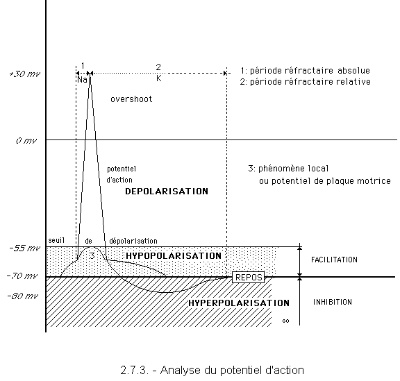 potentielaction Vive les SVT ! Les sciences de la vie