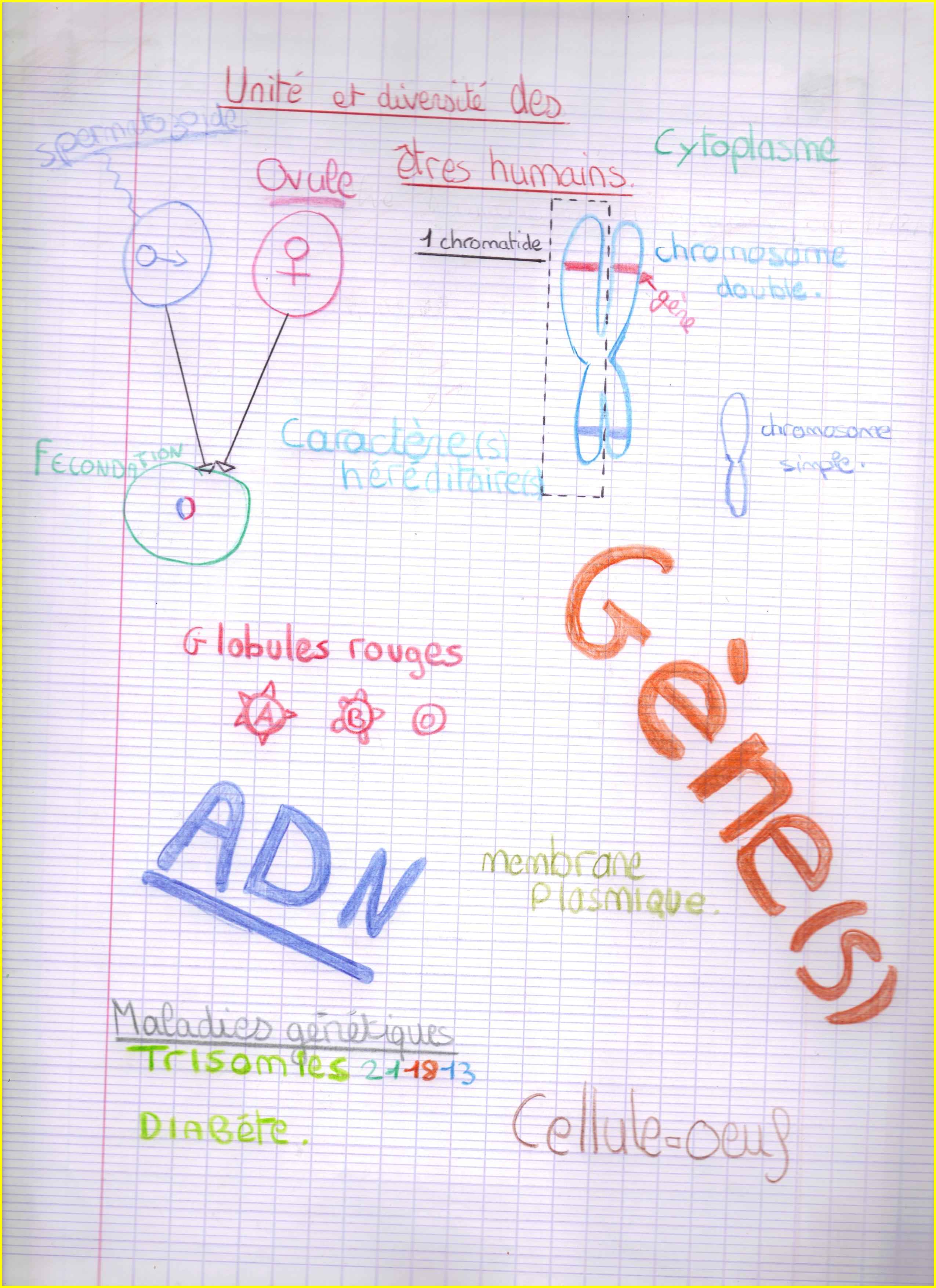 Pain Points Les 3èmes illustrent la génétique Vive les SVT ! Les sciences de la