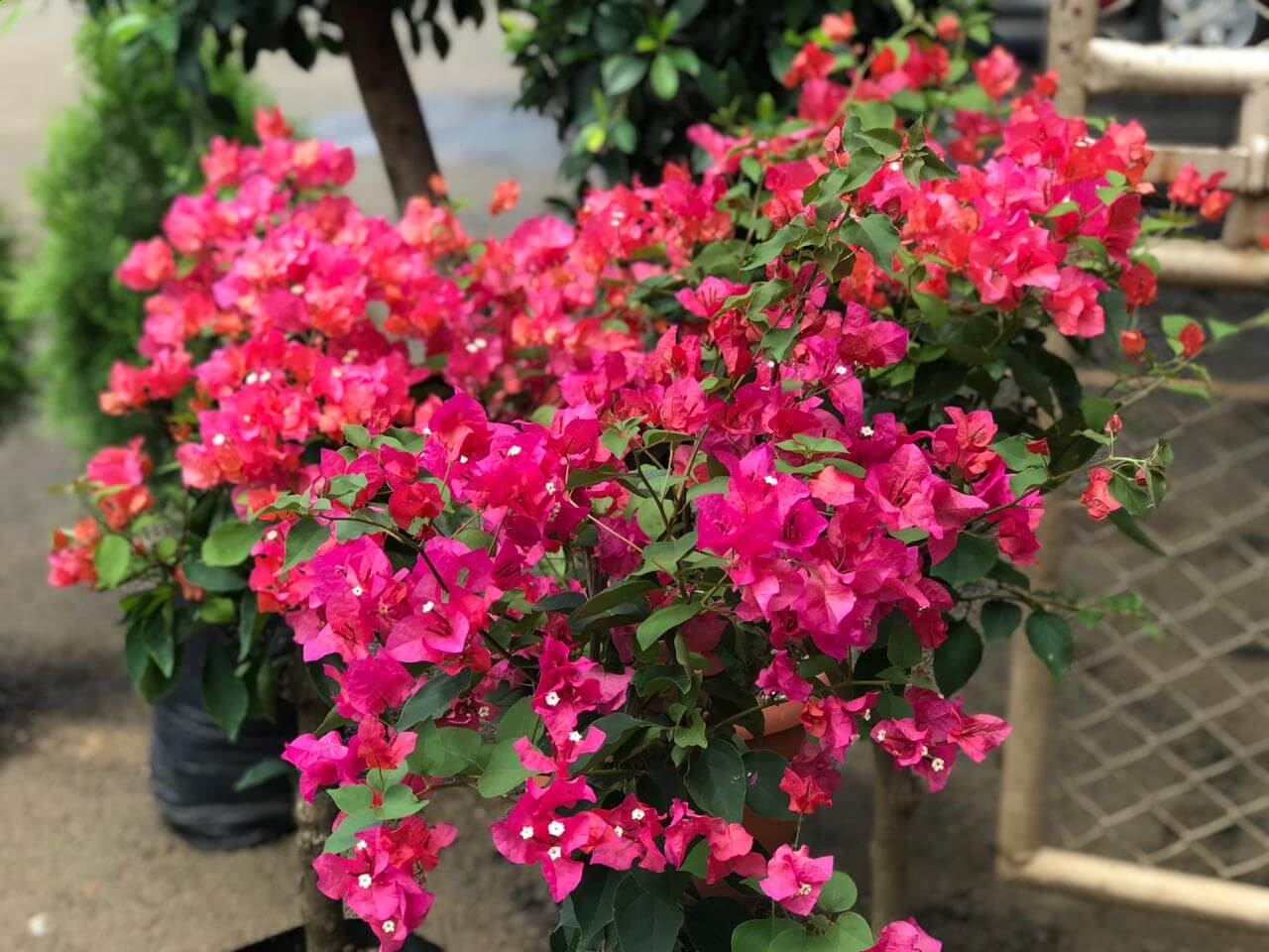 Venta de plantas ornamentales Pérez Zeledón Costa Rica