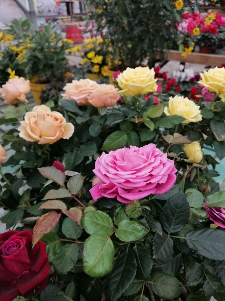 Ideas creativas con plantas para San Valentín Viveros Poza