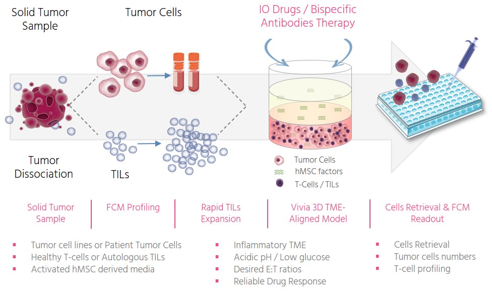 TMEAligned Model ImmunoOncology 3D Tumor Cell Killing by TCells