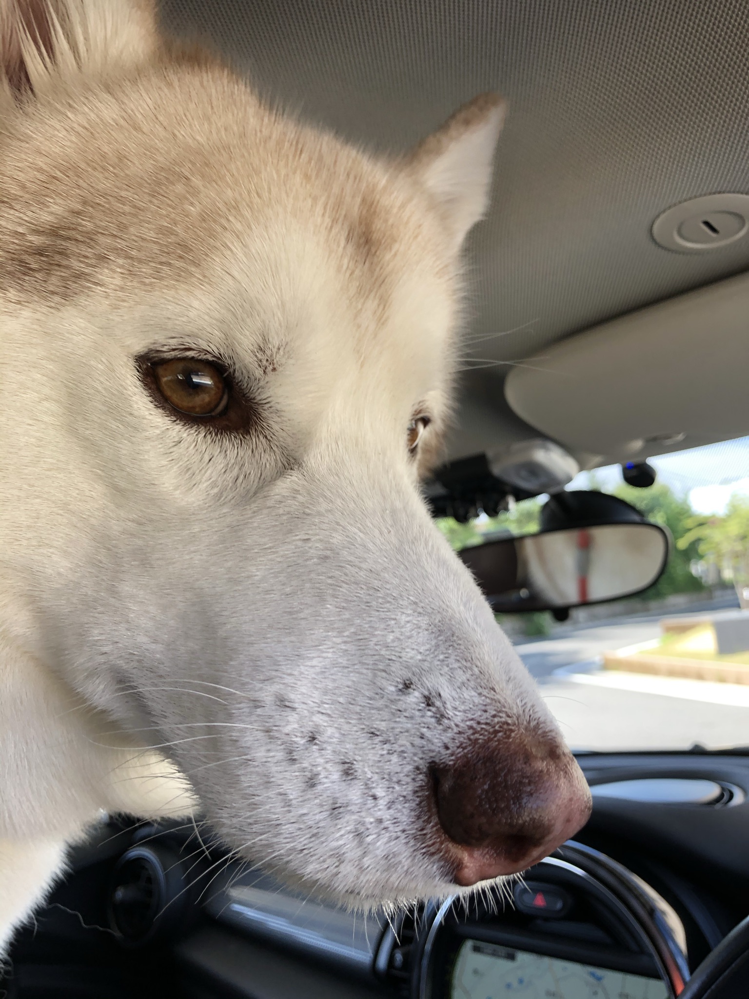 シベリアンハスキーの画像 Best5【2021年5月編】 30代夫婦とハスキー犬のいる暮らし