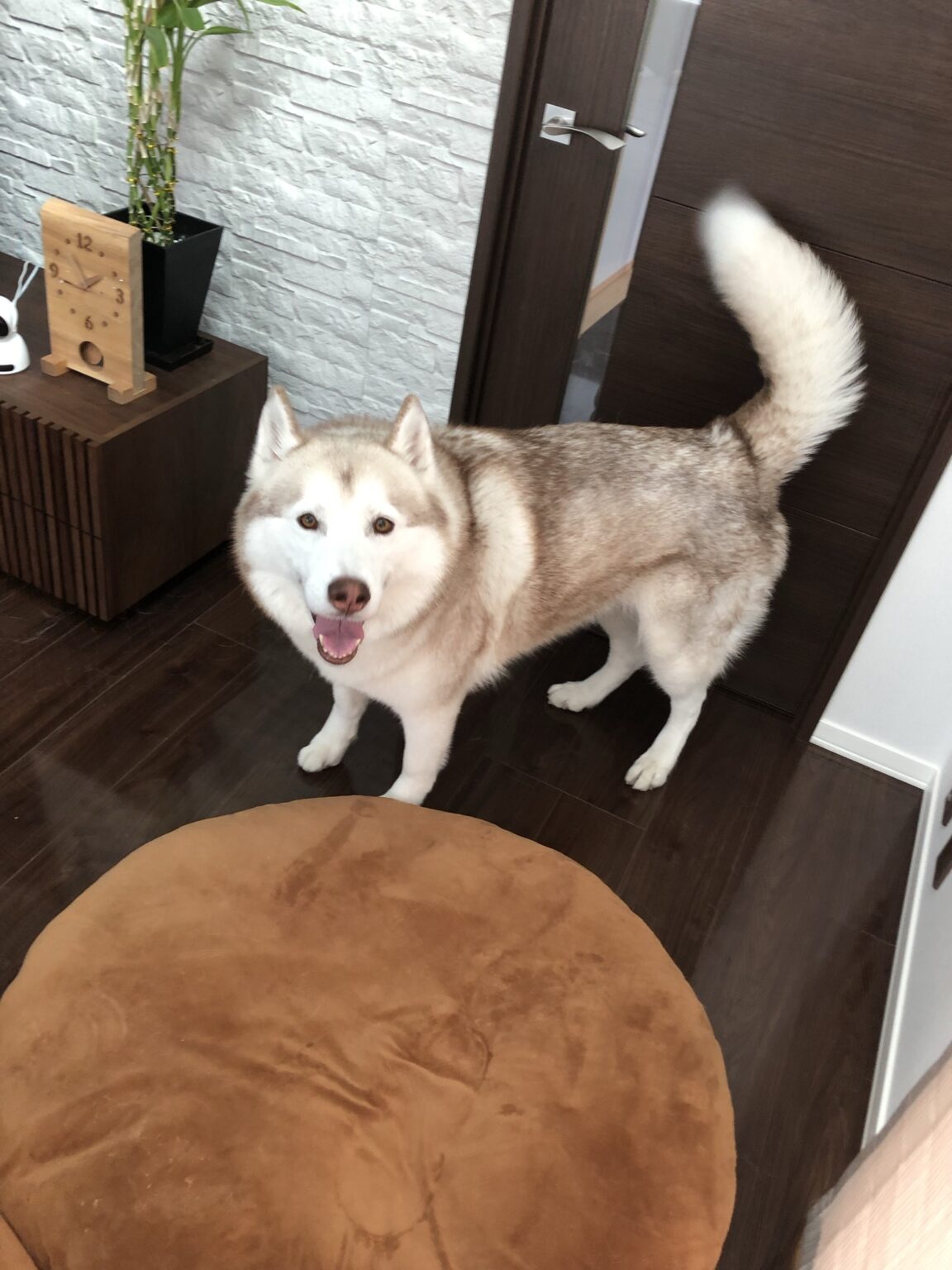 シベリアンハスキーがお気に入りのぬいぐるみ？ 30代夫婦とハスキー犬のいる暮らし