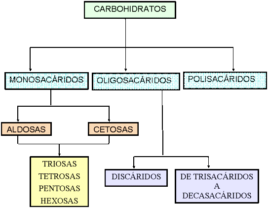 Clasificación de los carbohidratos Vivir mejor