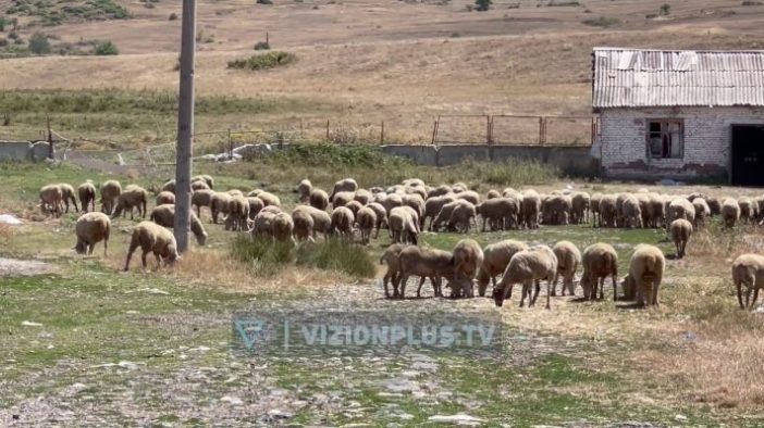 Murtaja i afrohet Shqipërisë, mijëra bagëti të ngordhura në Greqi, ndalohet importi i kafshëve