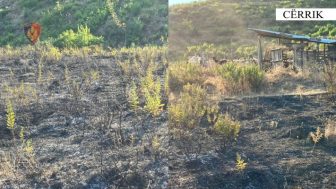 Dogji një sipërfaqe me shkurre dhe barishte, arrestohet 67-vjeçari