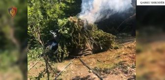 EMRI/ Asgjësohen rreth 12 mijë bimë kanabis në Shkodër, arrestohet 24-vjeçari