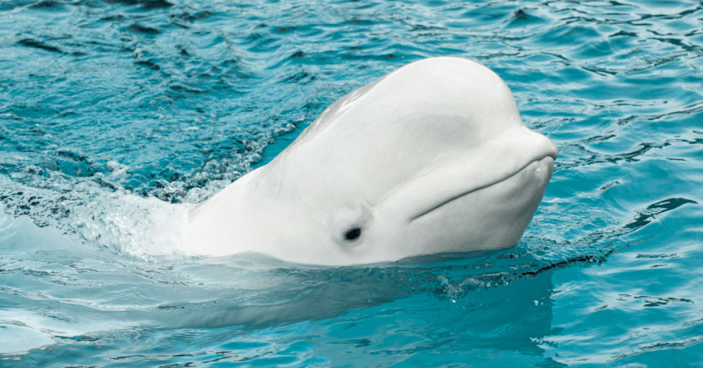 New Sea Creature Found 2023 The First Sanctuary For Whales Will Open In North America In 2023 - Vkind