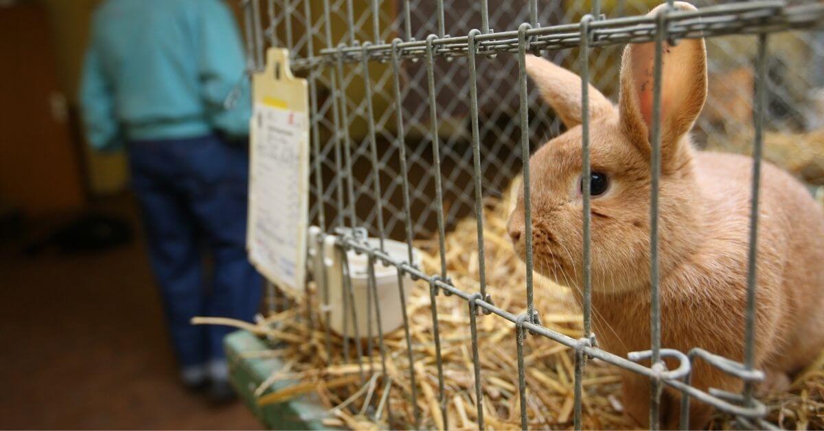 Swiss Voting to First Country to Outlaw Animal
