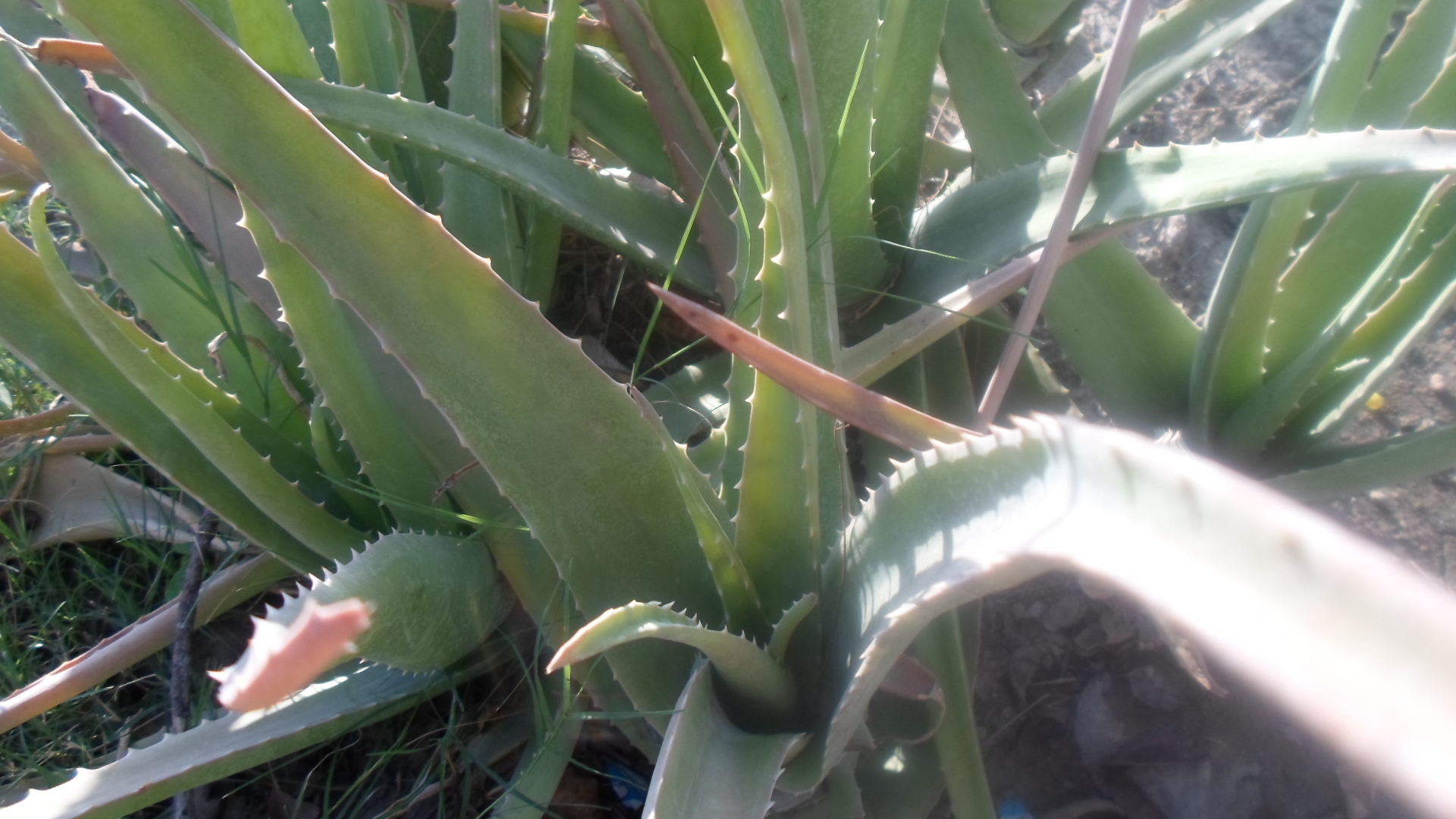एलोवेरा के फायदे Aloe Vera Benefits Aloe Vera Ke Fayde Vlogboard