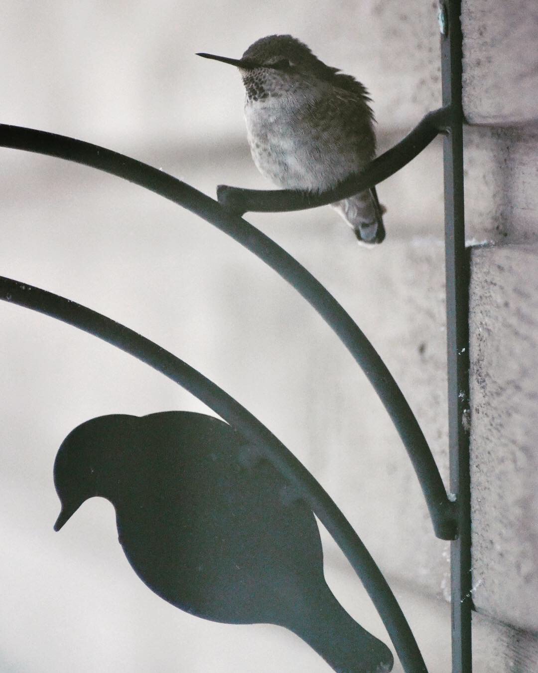 Six tips to keep hummingbirds alive during a cold snap TriCity News