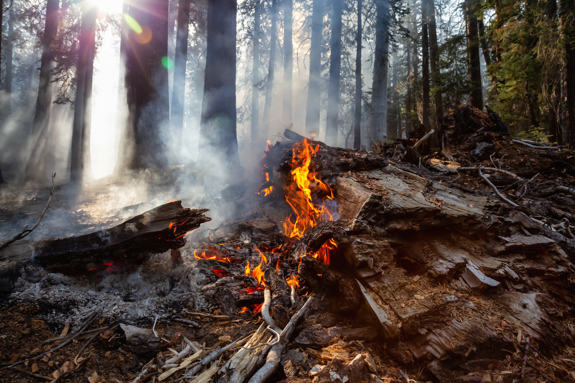 First forest fire of the season burning in Goulais Bay area Sault Ste. Marie News