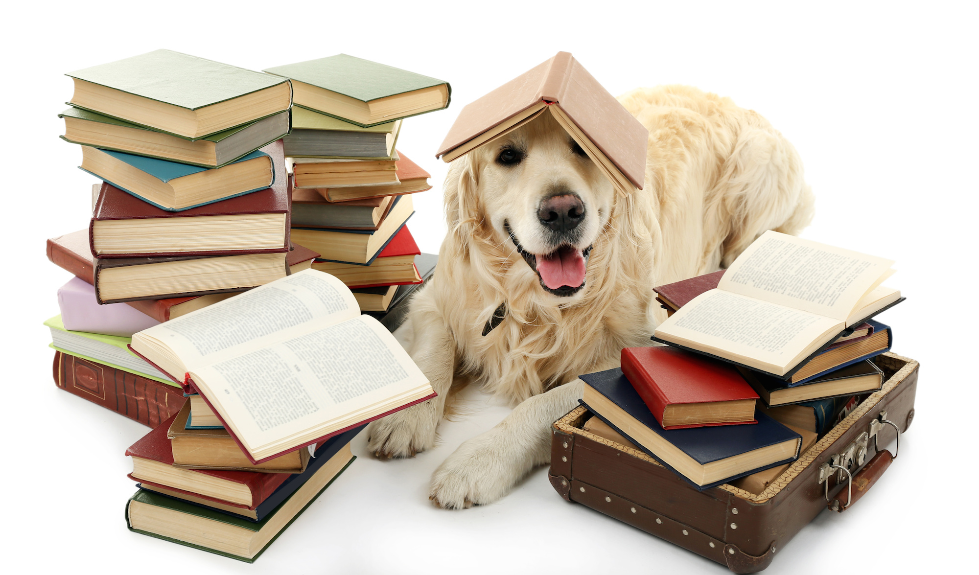 Want to read to a dog? Buster is waiting at the Ramara Public Library