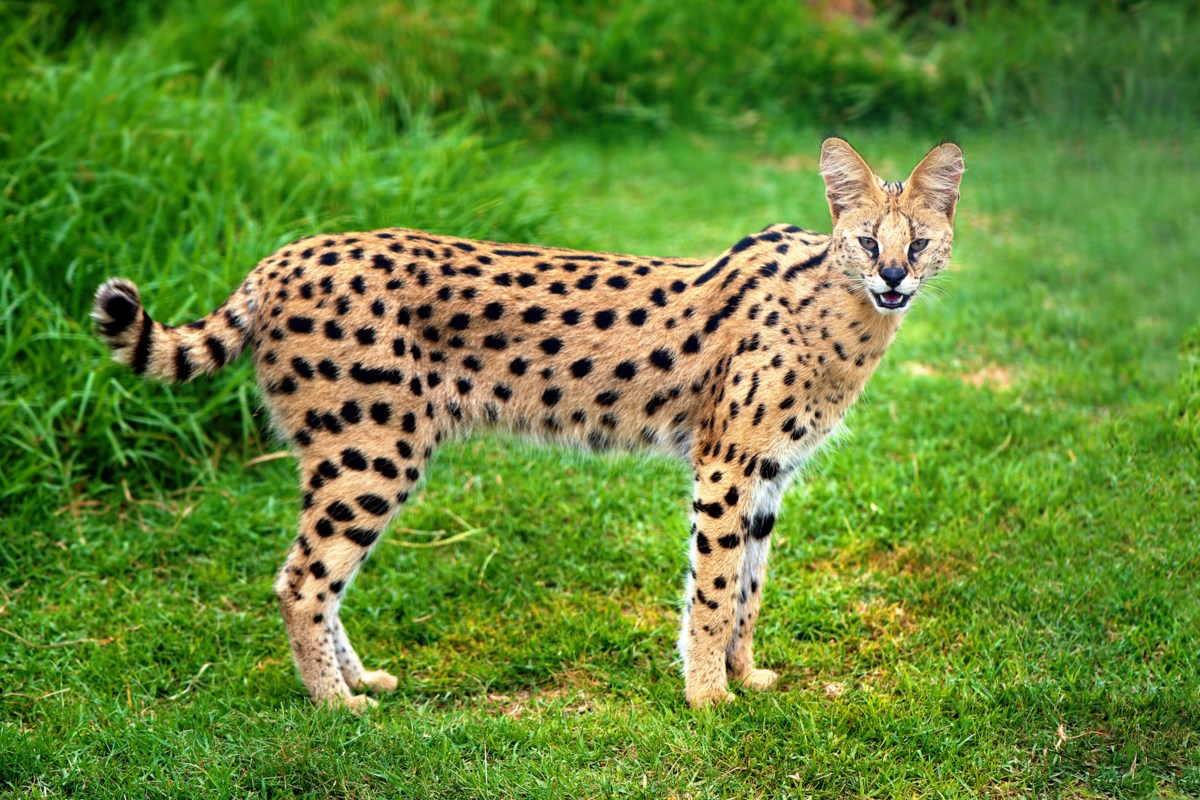 African serval cat spotted in Tiny Township | Family Man Librarian