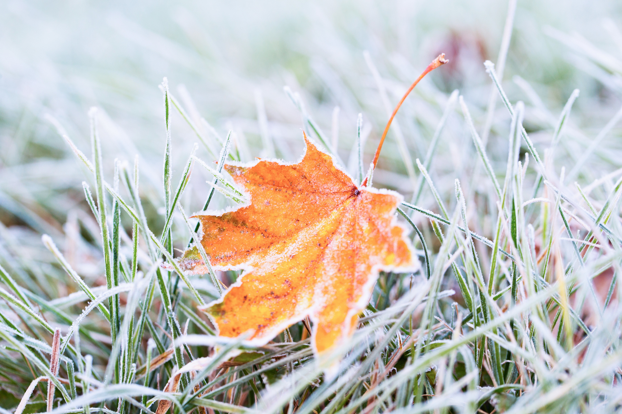 Cover those plants! Frost expected tonight