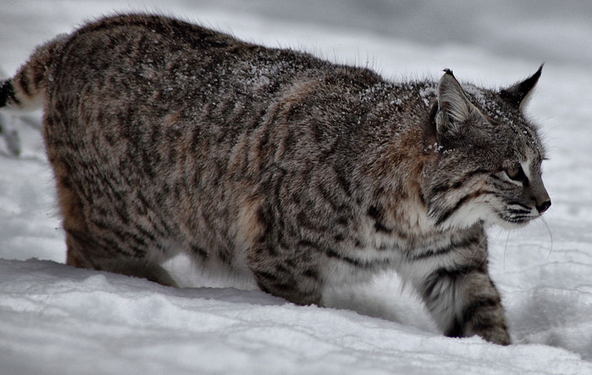 Bobcat kills more than 40 hens in Laird Township Sault Ste. Marie News