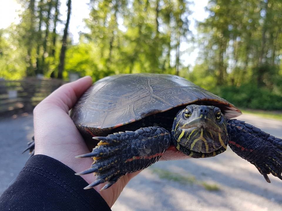 Conservation group working to save B.C.s only native