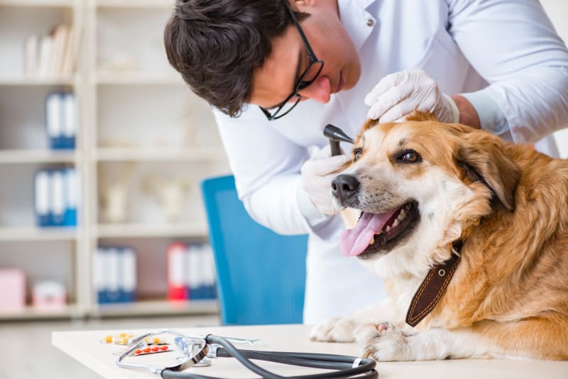 Valley Fever Symptoms in Dogs Ventura Emergency Vet