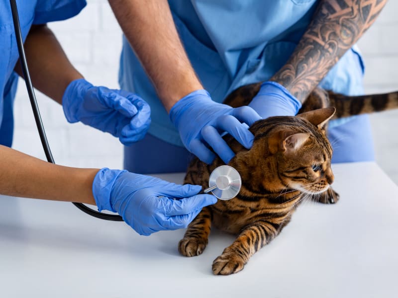 Congestive Heart Failure in Cats Ventura Vets