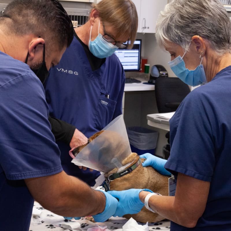 Veterinary Critical Care in Ventura Veterinary Specialists