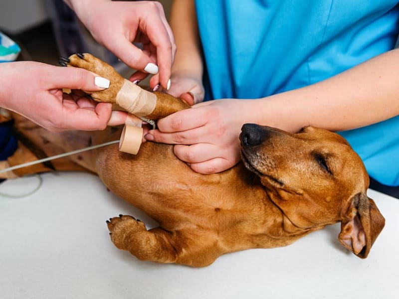 DCM in Dogs Causes, Symptoms & Treatment Ventura Vets