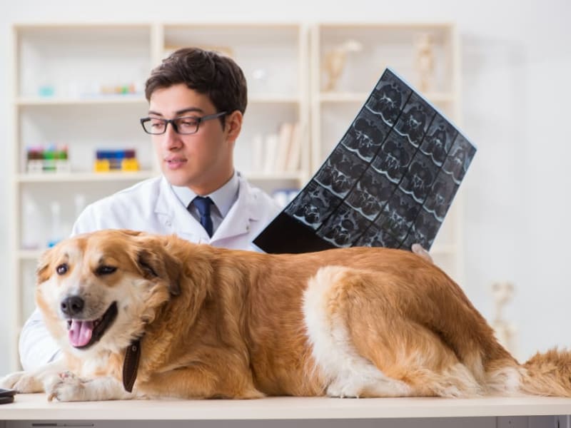 What breed of dog is most likely to get cancer? Ventura Vets
