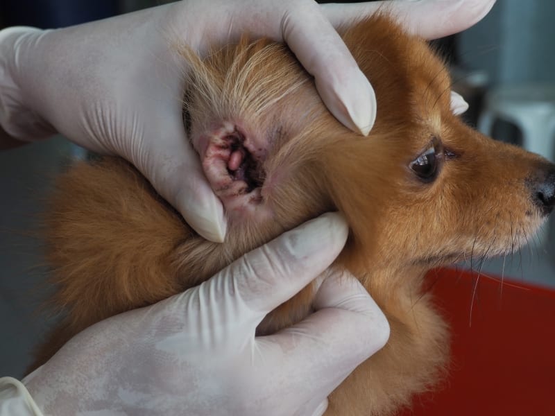 Why is my dog's ear bleeding? Veterinary Specialists in Ventura