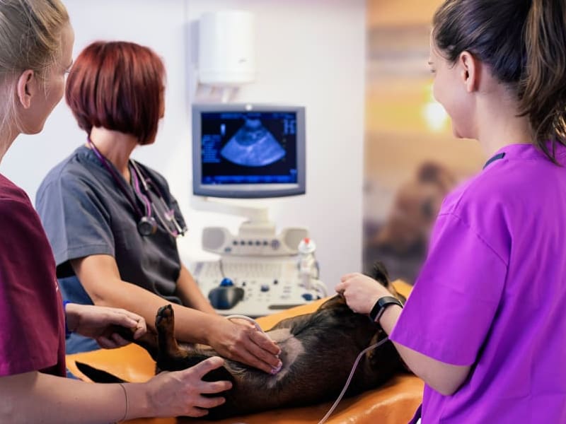 Ultrasounds for Pets Ventura Vets