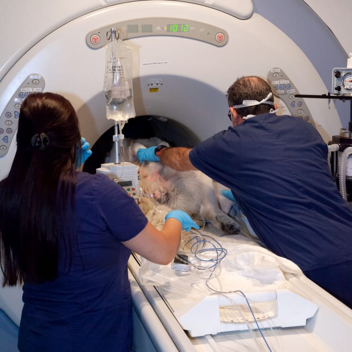 Veterinary Pet MRI in Ventura, California MRI Vet Ventura