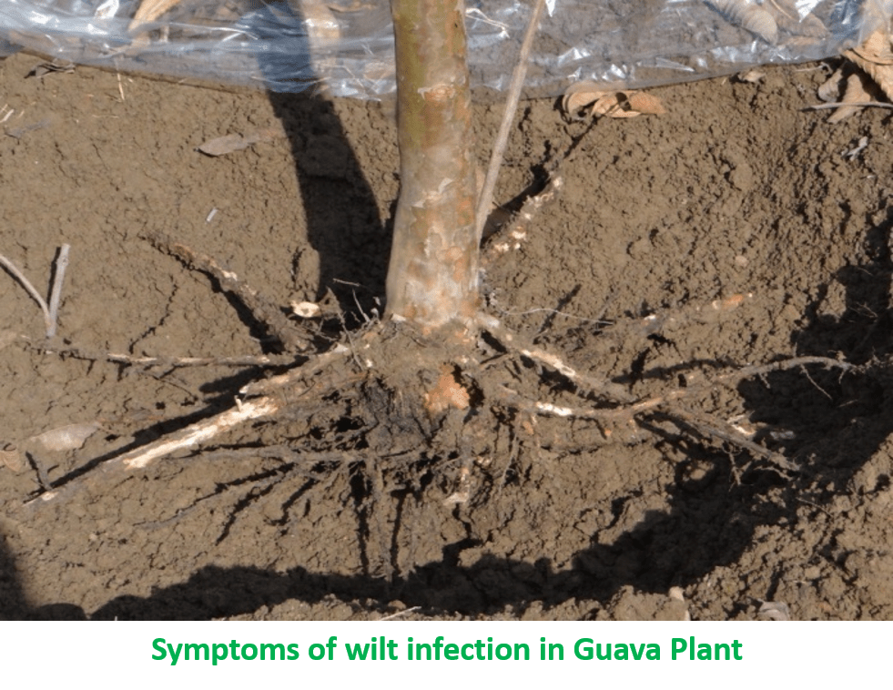 Wilt VNR Nursery
