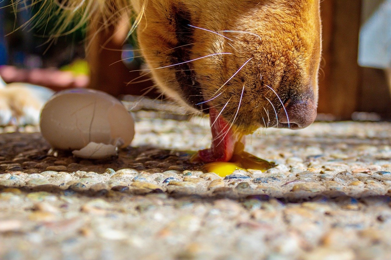 Eieren Voor De Hond | Voerwijzer.com