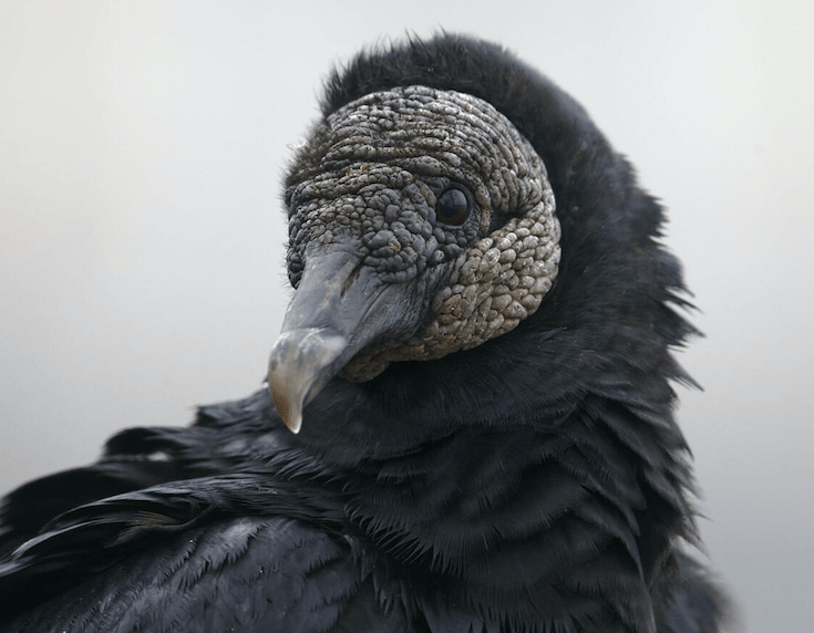 The Preserve's Spotlight Species Black Vulture Virginia Outdoors