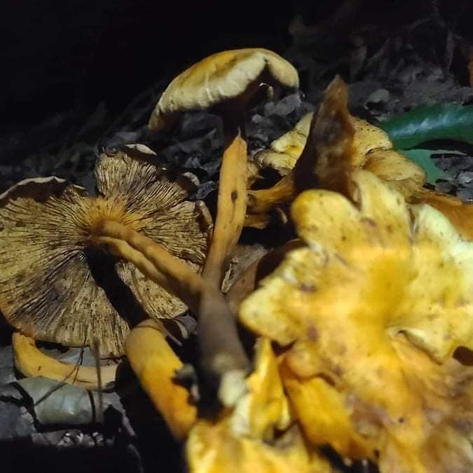 Glowinthedark mushrooms? Spotlight on Eastern jackolantern