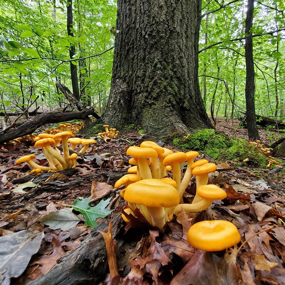 Glowinthedark mushrooms? Spotlight on Eastern jackolantern