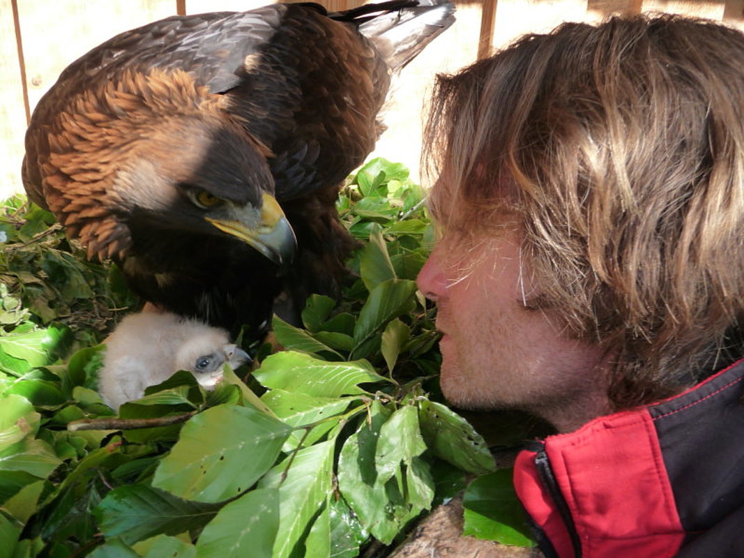 Vogelwild Steinadler