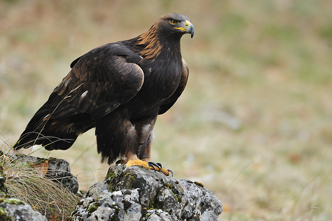 Vogelwild Steinadler