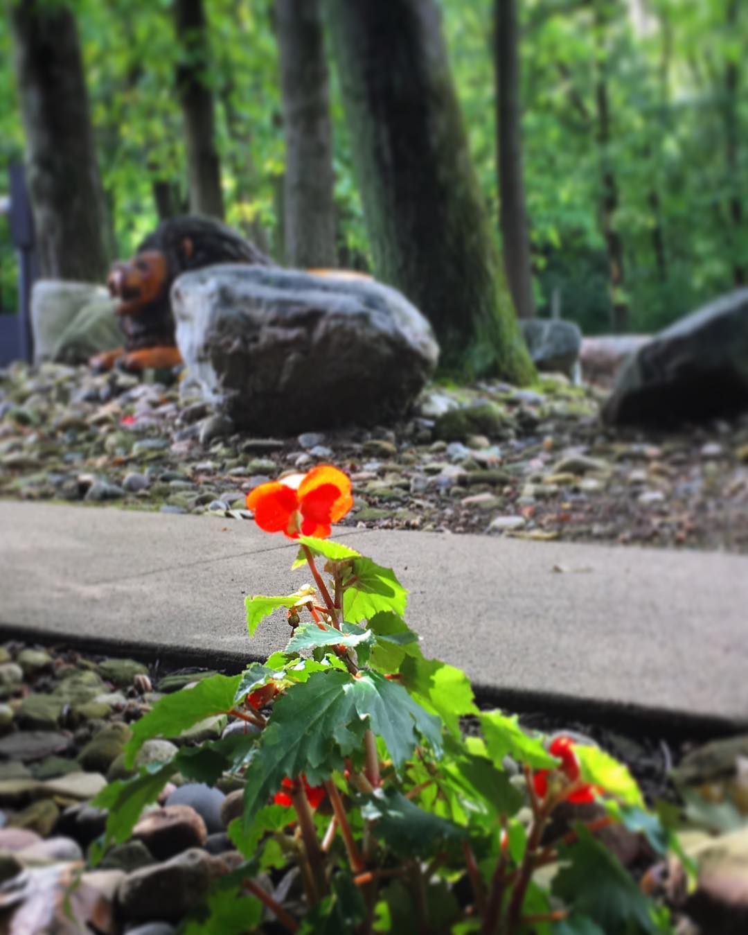 The sun came out and illuminated this beautiful red Begonia. #begonia #flowers #VoiceMinistriesCamp #VoiceMinistries