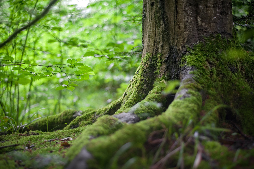The Unexpected Environmental Consequences of COVID19